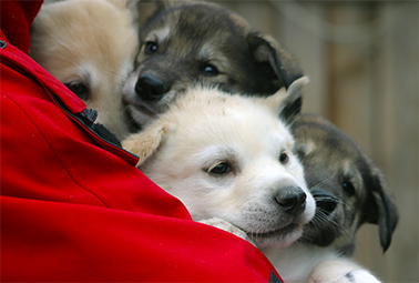 Jeff King's huskies in training - enlarge image